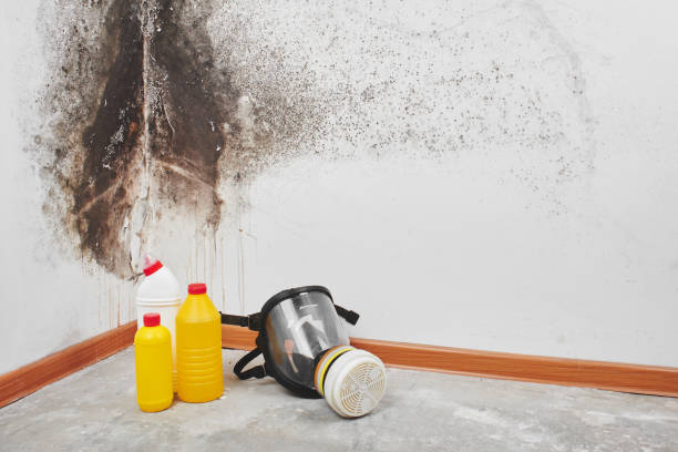 Best Home Mold Removal  in Port St Lucie, FL
