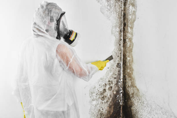 Certified Mold Removal in Port St Lucie, FL