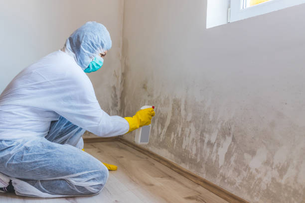 Attic Mold Removal in Port St Lucie, FL