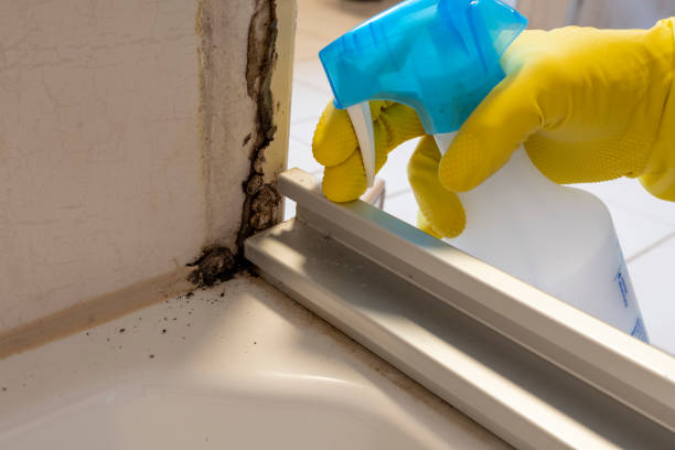 Best Office Mold Removal Services  in Port St Lucie, FL