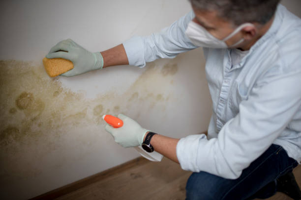 Reliable Port St Lucie, FL Mold Removal Solutions