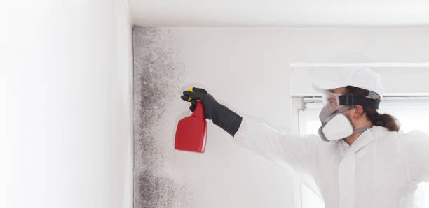 Best Emergency Mold Removal  in Port St Lucie, FL