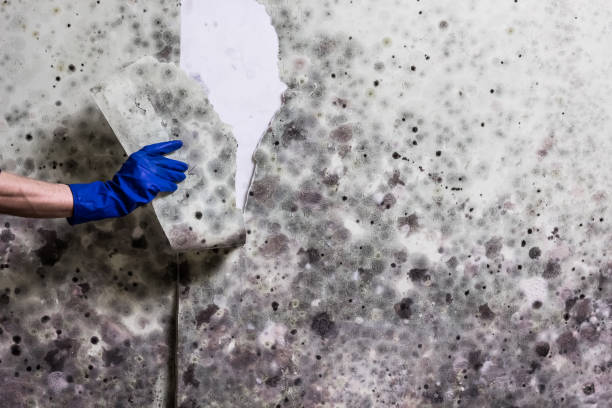 Best Crawl Space Mold Removal  in Port St Lucie, FL
