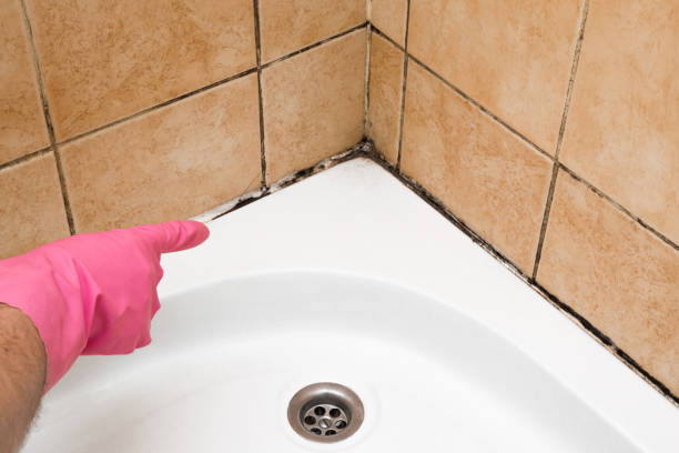 Best Attic Mold Removal  in Port St Lucie, FL